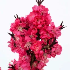 Ruby Ruffle™ Patio Peach Tree 10 Ruby Ruffle™ Patio Peach Tree -Lanscapes Store Prunus RubyRuffles 2