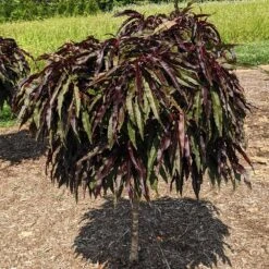 Ruby Ruffle™ Patio Peach Tree 11 Ruby Ruffle™ Patio Peach Tree -Lanscapes Store Prunus RubyRuffles 3