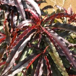 Ruby Ruffle™ Patio Peach Tree 13 Ruby Ruffle™ Patio Peach Tree -Lanscapes Store Prunus RubyRuffles 6