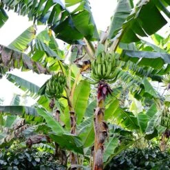 Puerto Rican Plantain Banana Tree -Lanscapes Store Puerto Rican Plantain Banana Tree 10