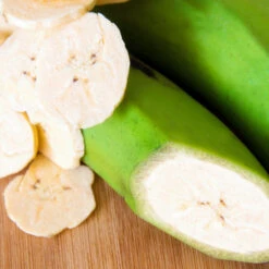 Puerto Rican Plantain Banana Tree -Lanscapes Store Puerto Rican Plantain Banana Tree 3