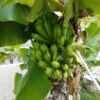 Puerto Rican Plantain Banana Tree -Lanscapes Store Puerto Rican Plantain Banana Tree 600x600 ddb0a822 8a0f 4f43 b9b1 2cbae1c185de