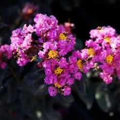 Black Diamond® Crape Myrtle - Purely Purple™ -Lanscapes Store Purely Purple 1