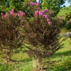 Black Diamond® Crape Myrtle - Purely Purple™ -Lanscapes Store Purely Purple 3