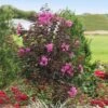 Black Diamond® Crape Myrtle - Purely Purple™ 1 Black Diamond® Crape Myrtle - Purely Purple™ -Lanscapes Store Purely Purple 600x600 f4511df5 e7fb 4130 8f9c 95337f568af6