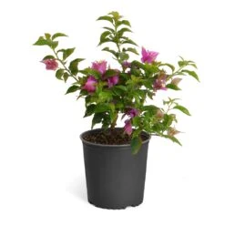New River Purple Bougainvillea 21 New River Purple Bougainvillea -Lanscapes Store Purple Bougainvillea 6inch