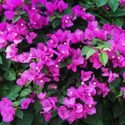 New River Purple Bougainvillea 19 New River Purple Bougainvillea -Lanscapes Store Purple Bougainvillea New River 12 FGT