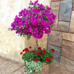 New River Purple Bougainvillea 17 New River Purple Bougainvillea -Lanscapes Store Purple Bougainvillea New River 1 FGT