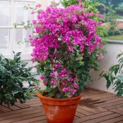 New River Purple Bougainvillea 18 New River Purple Bougainvillea -Lanscapes Store Purple Bougainvillea New River 2