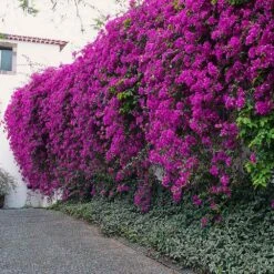 New River Purple Bougainvillea 20 New River Purple Bougainvillea -Lanscapes Store Purple Bougainvillea New River 7 FGT