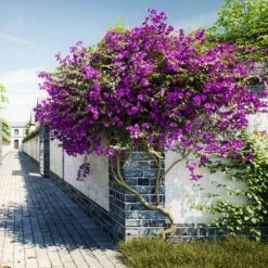 New River Purple Bougainvillea 16 New River Purple Bougainvillea -Lanscapes Store Purple Bougainvillea New River 9