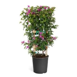 New River Purple Bougainvillea 22 New River Purple Bougainvillea -Lanscapes Store Purple Bougainvillea Trelis