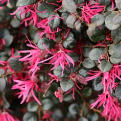 Purple Daydream® Dwarf Loropetalum -Lanscapes Store Purple Daydream Loropetalum 1