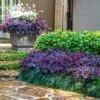 Purple Daydream® Dwarf Loropetalum -Lanscapes Store Purple Daydream Loropetalum 600x600 061f5af2 6b18 4a1f b19a 1dbdb38c29c7