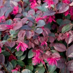 Purple Diamond® Semi-Dwarf Loropetalum -Lanscapes Store Purple Diamond loropetalum 1