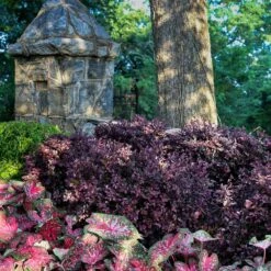 Purple Diamond® Semi-Dwarf Loropetalum -Lanscapes Store Purple Diamond loropetalum 4