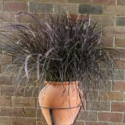 Purple Fountain Grass 12 Purple Fountain Grass -Lanscapes Store Purple Fountain Grass 1