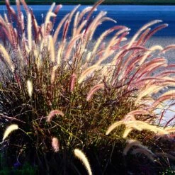 Purple Fountain Grass 13 Purple Fountain Grass -Lanscapes Store Purple Fountain Grass 2