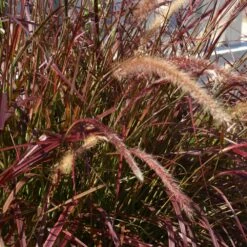 Purple Fountain Grass 10 Purple Fountain Grass -Lanscapes Store Purple Fountain Grass 5
