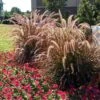 Purple Fountain Grass -Lanscapes Store Purple Fountain Grass FGT 600x600jpg