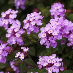 Purple Lantana -Lanscapes Store Purple Lantana 6 FGT