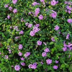 Purple Lantana -Lanscapes Store Purple Lantana 7 FGT