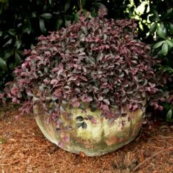 Purple Pixie® Dwarf Weeping Loropetalum -Lanscapes Store Purple Pixoe Loropetalum 2