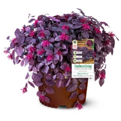 Purple Pixie® Dwarf Weeping Loropetalum -Lanscapes Store Purple Pixoe Loropetalum 3
