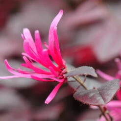 Purple Pixie® Dwarf Weeping Loropetalum -Lanscapes Store Purple Pixoe Loropetalum 4