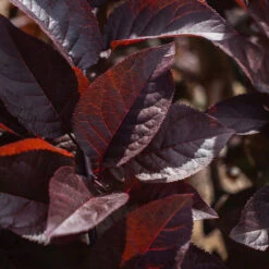 Purple Plunge Weeping Plum Tree -Lanscapes Store Purple Plunge 9