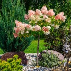 Quick Fire® Hydrangea Tree 9 Quick Fire® Hydrangea Tree -Lanscapes Store QyuickFire Hydrangea 1