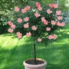 Rainbow Knock Out® Rose Tree -Lanscapes Store Rainbow Knock Out Rose Tree 350 THUMBNAIL FGT