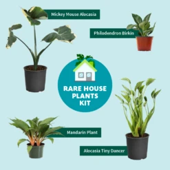 Rare House Plant Kit 11 Rare House Plant Kit -Lanscapes Store RareHousePlantKitGraphic