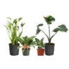 Rare House Plant Kit -Lanscapes Store Rare House Plant 600x600 d015dd8a 6c8e 4279 9933 bd5f2fe9ec3f