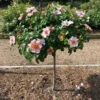 Raspberry Kiss™ Rose Tree -Lanscapes Store Raspberry Kiss Rose tree BB 600x600 e3ca4c8c 700e 49a6 929f edfb8e3cdb42
