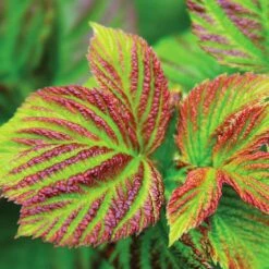 Bushel And Berry® Raspberry Shortcake® Bush -Lanscapes Store Raspberry Shortcake 4