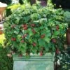 Bushel And Berry® Raspberry Shortcake® Bush -Lanscapes Store Raspberry Shortcake FGT 600x600 edb63ed1 c16d 4d68 b722 da3bd8e6cc21