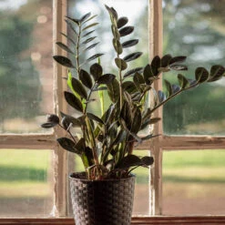 Raven ZZ Plant 7 Raven ZZ Plant -Lanscapes Store Raven ZZ 1