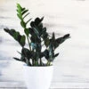 Raven ZZ Plant -Lanscapes Store Raven ZZ BB 600x600 b6f6ece1 5fb4 4bf9 b5ac c2753ec22170