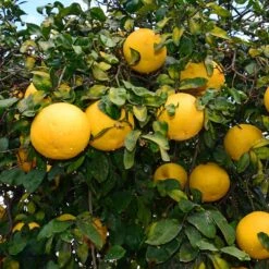 Ray Ruby Grapefruit Tree -Lanscapes Store Ray Ruby 1