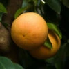 Ray Ruby Grapefruit Tree -Lanscapes Store Ray Ruby 3 600x600 dcf928f3 a29b 418f 8220 5b20e13dc0cf