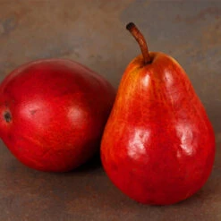 Red Bartlett Pear Tree 7 Red Bartlett Pear Tree -Lanscapes Store Red Bartlet Pear 1FGT