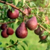 Red Bartlett Pear Tree -Lanscapes Store Red Bartlet Pear BB 600x600 21bb8d09 e20b 4c1c 80fa 90d31e252950