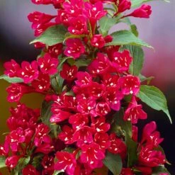 Red Prince Weigela Tree -Lanscapes Store Red Prince Wegeila 1 FGT