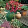 Red Prince Weigela Tree -Lanscapes Store Red Prince Wegeila FGT 600x600 58136608 811a 48ea 9956 1be08b95f2e7