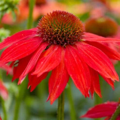 Sombrero® Salsa Red Coneflower -Lanscapes Store Red Salsa Coneflower 2 FGT