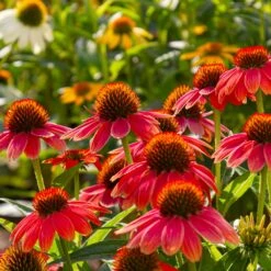 Sombrero® Salsa Red Coneflower -Lanscapes Store Red Salsa Coneflower 6 FGT
