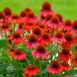Sombrero® Salsa Red Coneflower