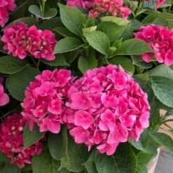 Red N' Pretty® Hydrangea Shrub -Lanscapes Store Red and Pretty Hydrangea 2
