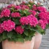 Red N' Pretty® Hydrangea Shrub -Lanscapes Store Red and Pretty Hydrangea 600x600 9d08c0b6 dc05 4572 a857 ba0df3f30de7